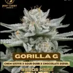 Gorilla Glue (Regular) - Best Coast Genetics