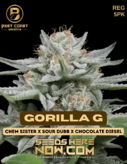Image of Gorilla Glue cannabis seeds by Best Coast Genetics