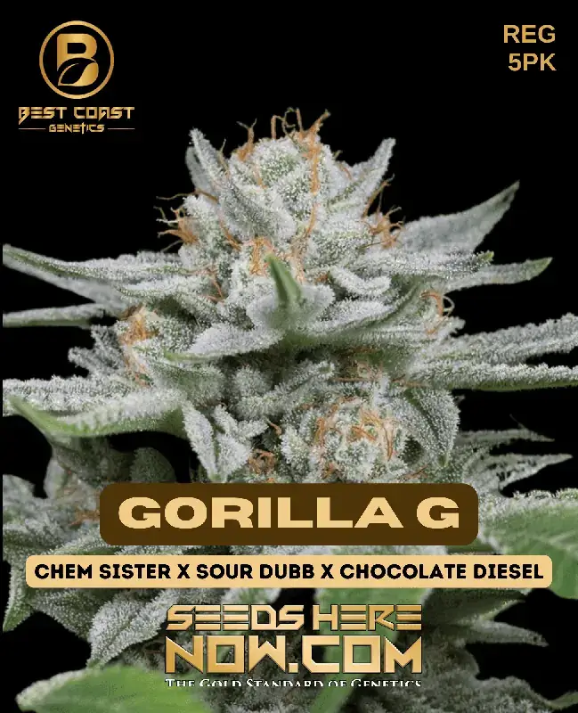 Image of Gorilla Glue cannabis seeds by Best Coast Genetics