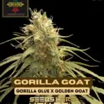Gorilla Goat (Feminized) - Irie Genetics