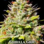 Gorilla Grip (Regular) - Sin City Seeds
