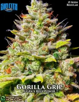 Gorilla Grip (Regular) (space) Cannabis Seeds by Sin City Seeds featuring Gorilla Glue #4 and Blue Power genetics