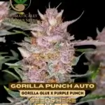 Gorilla Punch (Autoflower) - Automatically Delicious