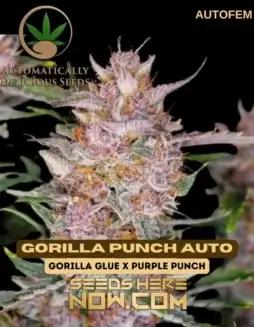 Gorilla Punch Auto Seeds featuring Gorilla Glue #4 and Purple Punch lineage