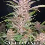 Gorilla Punch (Autoflower) - Fast Buds