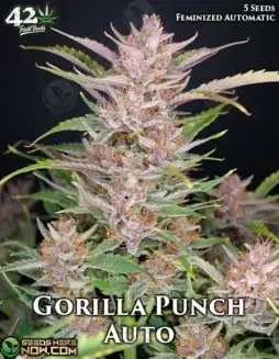 Gorilla Punch Auto Autoflower Seeds (space) Cannabis strain with citrus and pine aroma