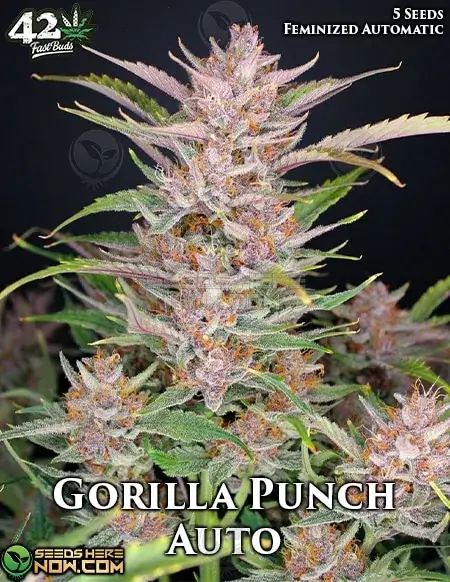 Gorilla Punch Auto Autoflower Seeds - Cannabis strain with citrus and pine aroma