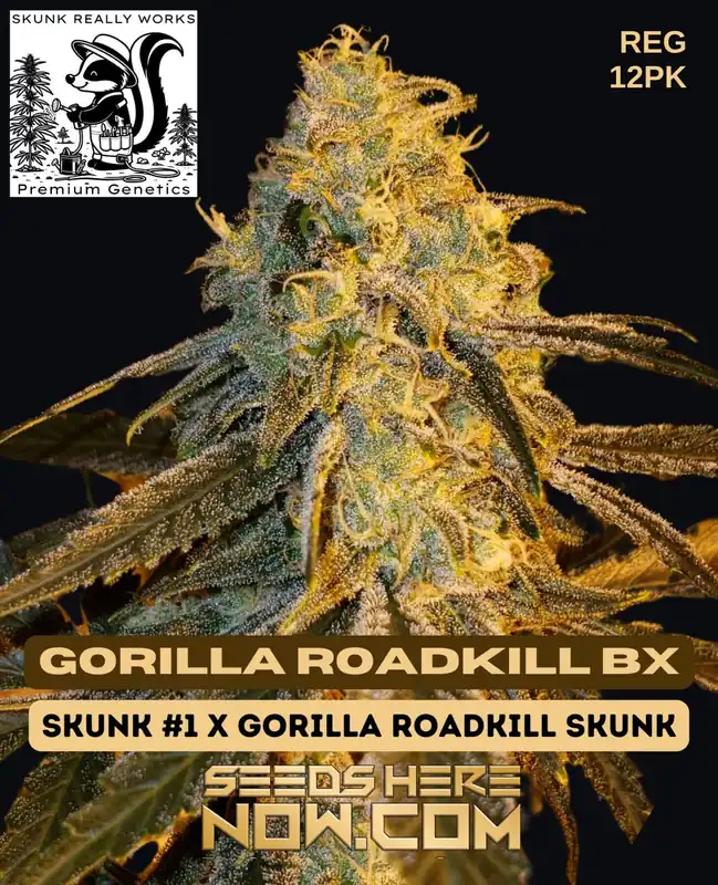 Pack of Gorilla Roadkill BX Regular Seeds by Skunk Really Works