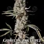 Gorilla Zkittlez (Autoflower) - Fast Buds