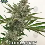 Goudaberry (Regular) - Exotic Genetix