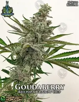 Goudaberry Cannabis Seeds by Exotic Genetix featuring 20(space)25% THC