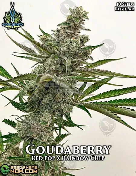 Goudaberry Cannabis Seeds by Exotic Genetix featuring 20-25% THC