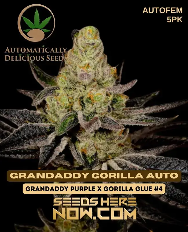 Image of Grandaddy Gorilla Auto Autoflowering Cannabis Seeds by Automatically Delicious