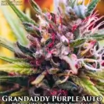Grandaddy Purple (Autoflower) - Automatically Delicious