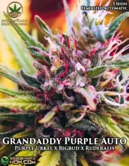Grandaddy Purple Auto cannabis seeds featuring purple hues and grape aroma