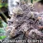 Grandaddy Purple S1 (Feminized) - Dr. Blaze