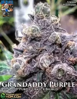 Grandaddy Purple S1 Feminized Seeds (space) Purple Urkel x Big Bud (space) Indica Dominant