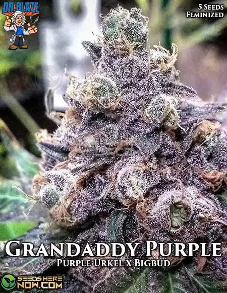 Grandaddy Purple S1 Feminized Seeds - Purple Urkel x Big Bud - Indica Dominant