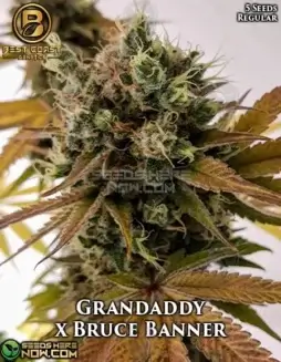Grandaddy x Bruce Banner regular cannabis seeds by Best Coast Genetics, featuring earthy and sweet berry flavors