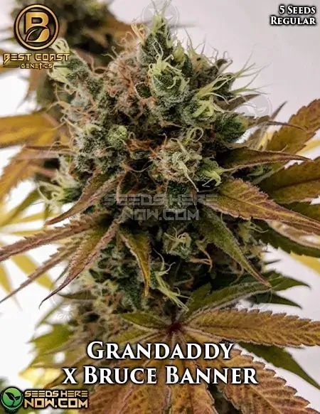Grandaddy x Bruce Banner regular cannabis seeds by Best Coast Genetics, featuring earthy and sweet berry flavors