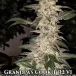 Grandpa's Cookies R2 V1 (Feminized) - Ethos Genetics