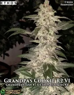 Grandpa's Cookies R2 V1 cannabis seeds by Ethos Genetics (space) Indica Dominant, High THC