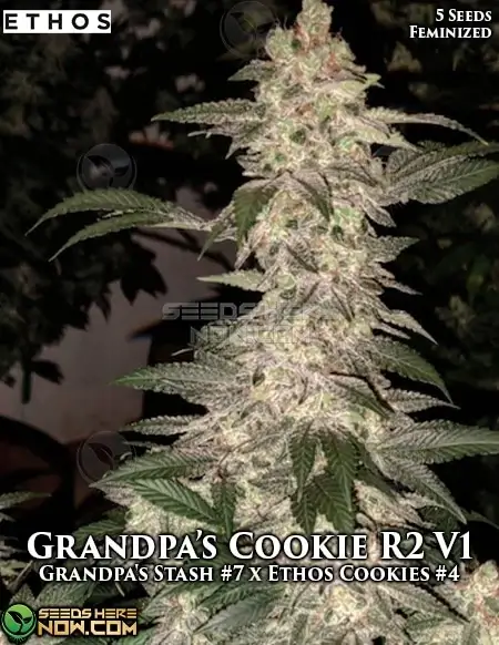 Grandpa's Cookies R2 V1 cannabis seeds by Ethos Genetics - Indica Dominant, High THC