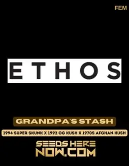 Close(space)up of Grandpa's Stash Feminized Cannabis Seeds by Ethos Genetics