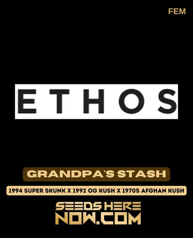 Close-up of Grandpa's Stash Feminized Cannabis Seeds by Ethos Genetics