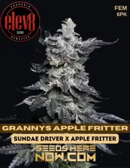 Grannys Apple Fritter Feminized Seeds featuring apple, cinnamon, and vanilla flavors