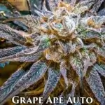 Grape Ape (Autoflower) - Automatically Delicious