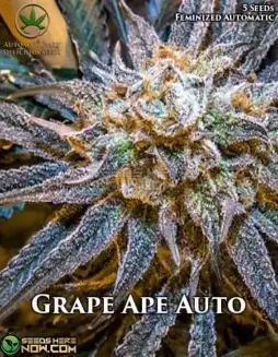 Grape Ape Auto cannabis seeds, 15(space)20% THC Indica(space)dominant autoflower by Automatically Delicious