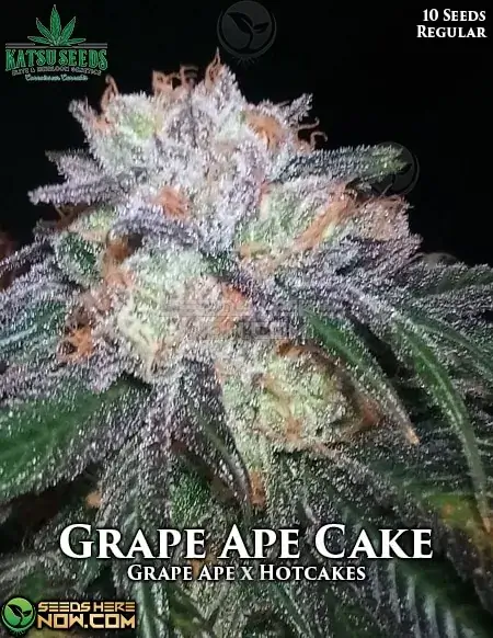 Grape Ape Cake regular cannabis seeds pack by Katsu Seeds, featuring Grape Ape and Hotcakes lineage