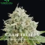 Grape Fruit FV (Feminized) - TurboFlora Genetics