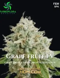 Grape Fruit FV Feminized Seeds by TurboFlora Genetics featuring citrus and tropical aromas