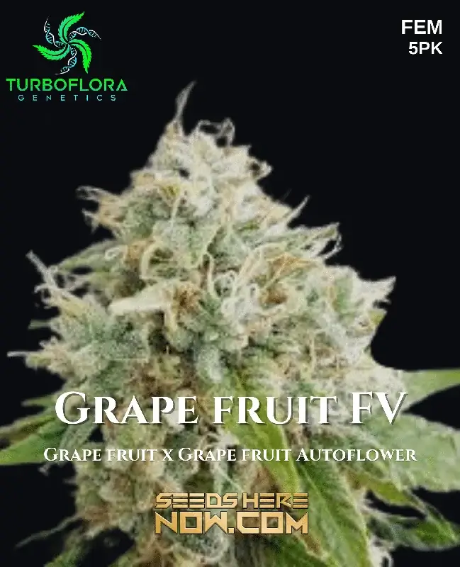 Grape Fruit FV Feminized Seeds by TurboFlora Genetics featuring citrus and tropical aromas