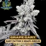 Grape Gary (Feminized) - Exotic Genetix