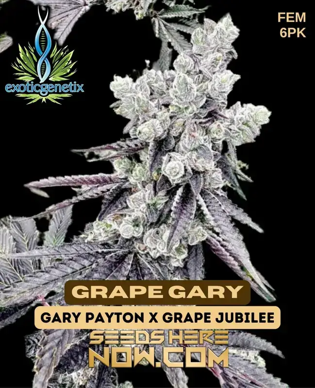 Grape Gary Feminized Seeds - High THC Gary Payton x Grape Jubilee Hybrid