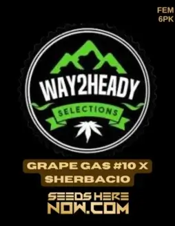 Close(space)up of Grape Gas #10 x Sherbacio feminized cannabis seeds by Way2heady Selections