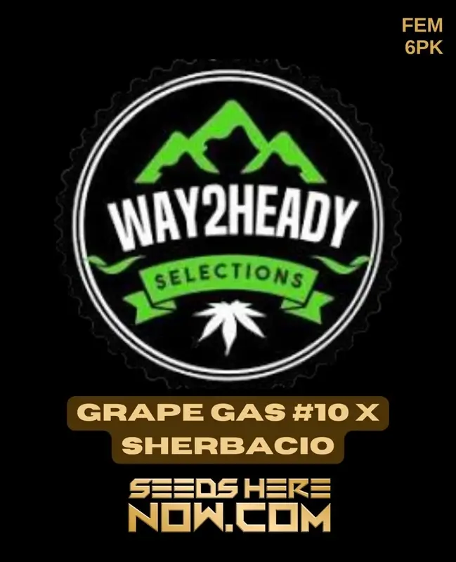 Close-up of Grape Gas #10 x Sherbacio feminized cannabis seeds by Way2heady Selections