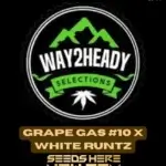 Grape Gas #10 x White Runtz (Feminized) - Way2heady Selections