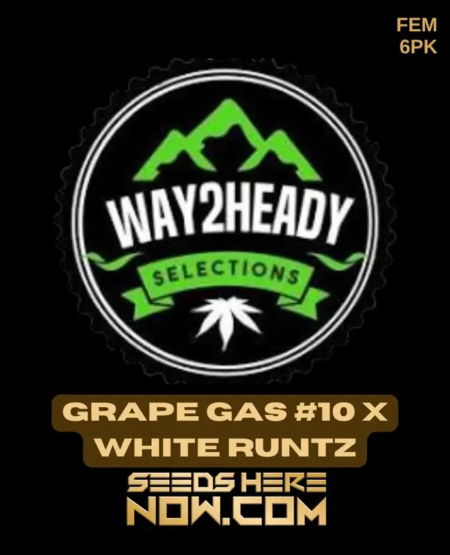 Grape Gas #10 x White Runtz Feminized Seeds - Aromatic Hybrid Cannabis