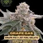 Grape Gas S1 (Feminized) - Elite Clone Seed Company