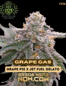 Grape Gas S1 Cannabis Seeds by Elite Clone Seed Company, featuring purple hues and trichome(space)rich buds
