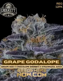Grape Godalope cannabis seeds by Crockett Family Farms, featuring Grape God, Chocolope Sherbet, and Strawnana Juice genetics