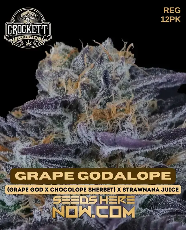Grape Godalope cannabis seeds by Crockett Family Farms, featuring Grape God, Chocolope Sherbet, and Strawnana Juice genetics
