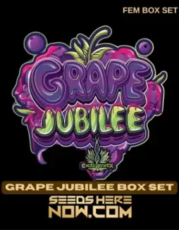 Grape Jubilee Box Set cannabis seeds, feminized, hybrid strain by Exotic Genetix featuring grape and berry flavors
