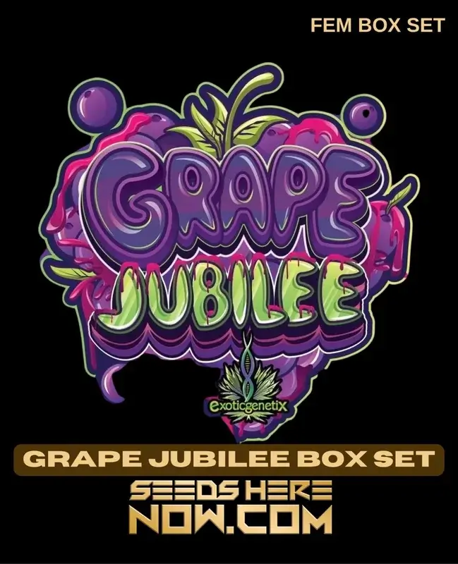 Grape Jubilee Box Set cannabis seeds, feminized, hybrid strain by Exotic Genetix featuring grape and berry flavors