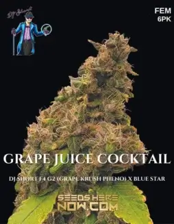 Grape Juice Cocktail Feminized Seeds (space) Aromatic Hybrid Cannabis Plant