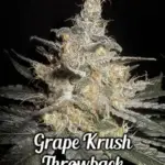 Grape Krush Throwback (Regular) - DJ Short Seeds